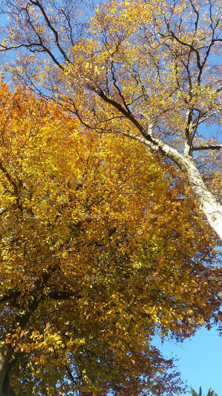 Autumn tree and blue sky