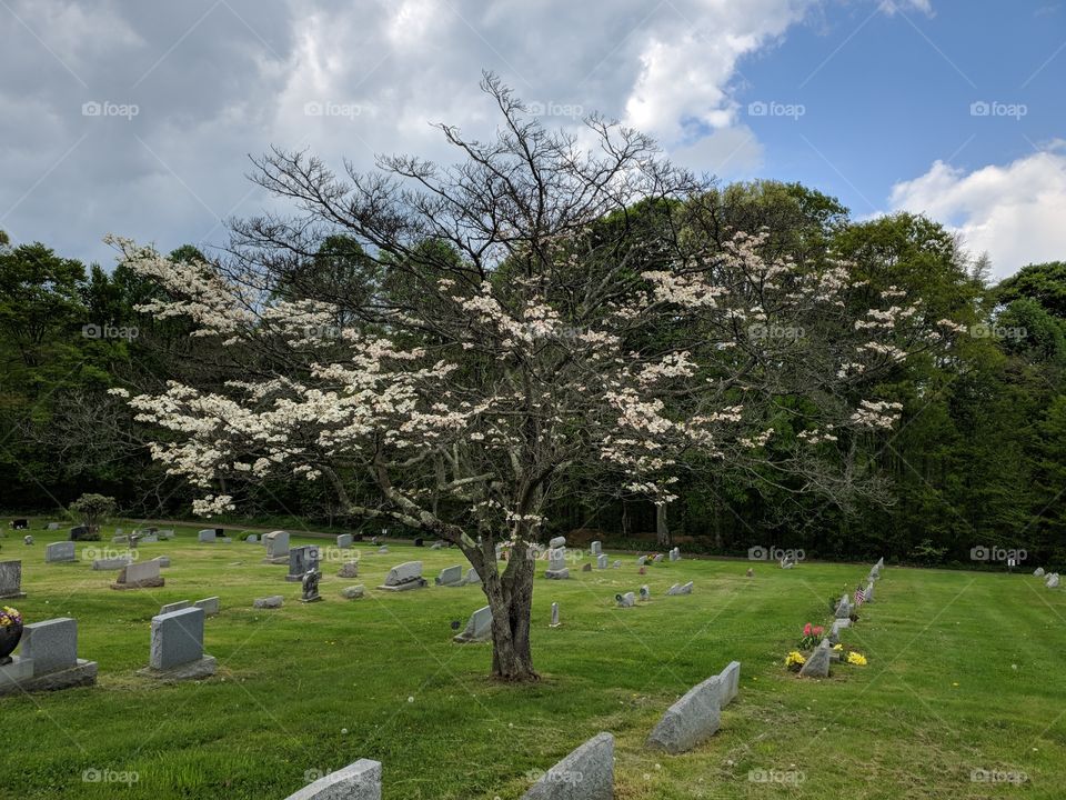 A Tree in a Cemetery
