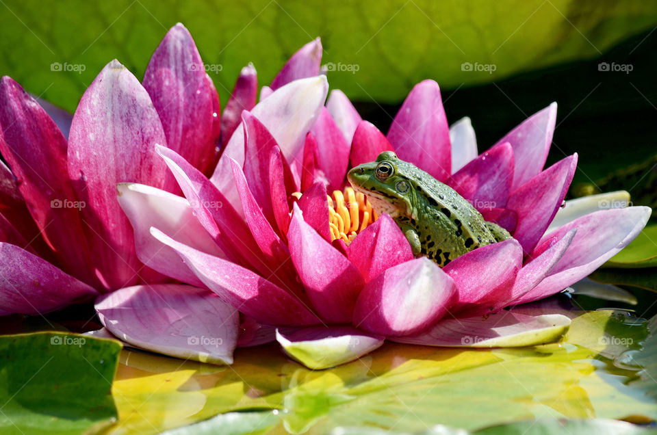 the green frog is sitting in a red water lily