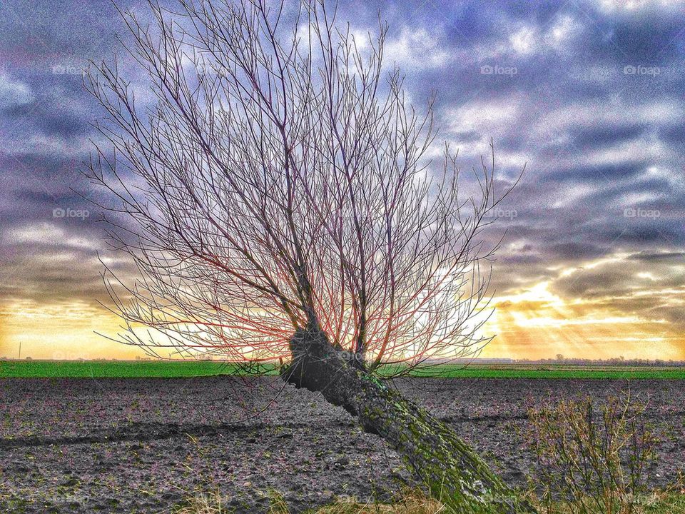 A willow tree enjoying the winter