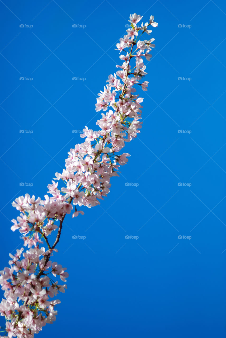 Cherry Tree Blooms Against a Blue Sky