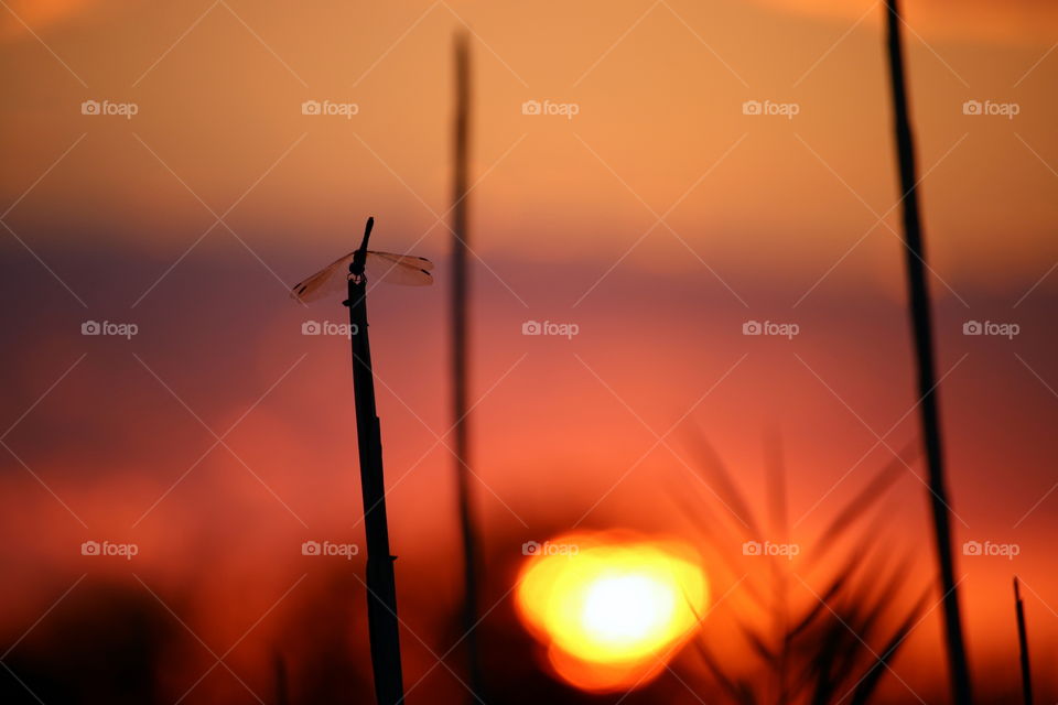 Close-up of a dragonfly during sunset