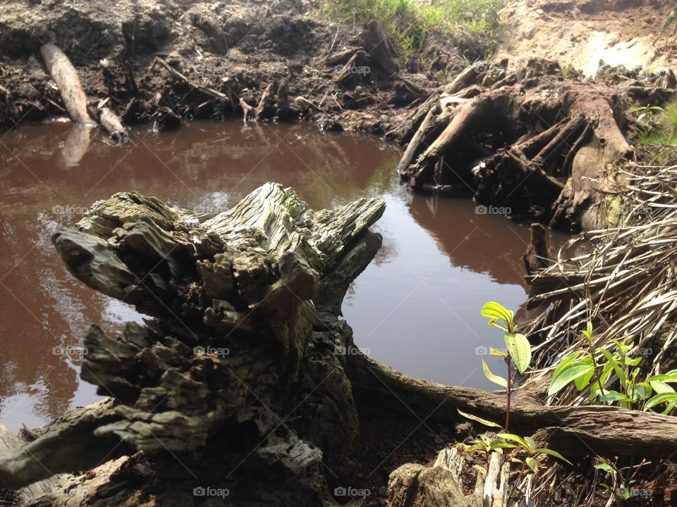 the art of tree line and shadow in the water