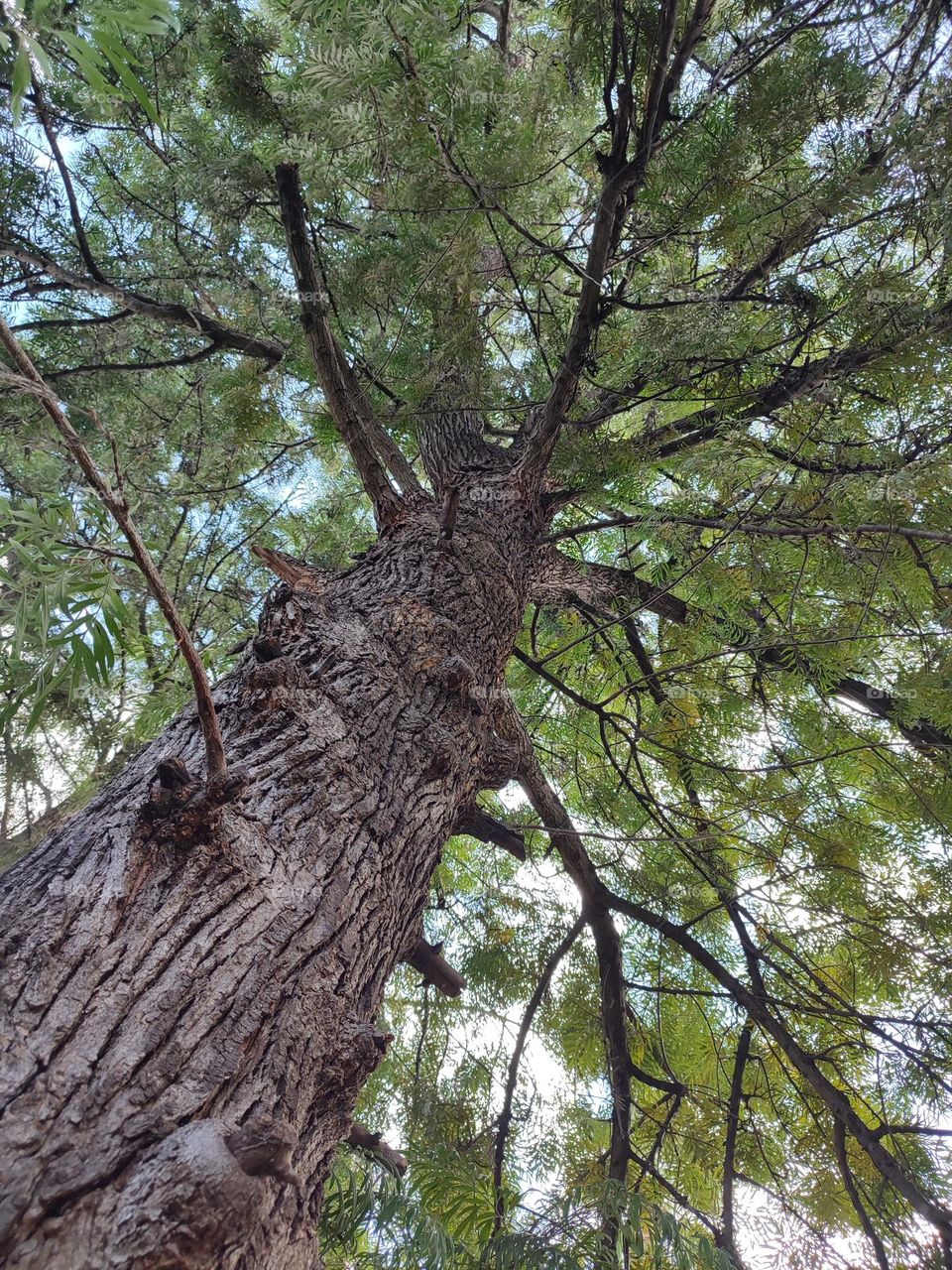 Looking up in a big old tree