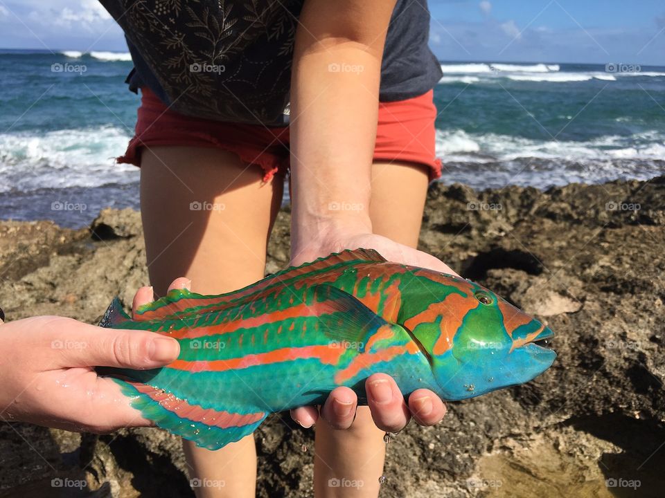 This poor fish was stuck in a tide pool. Luckily, we found him and threw him back into the ocean. 