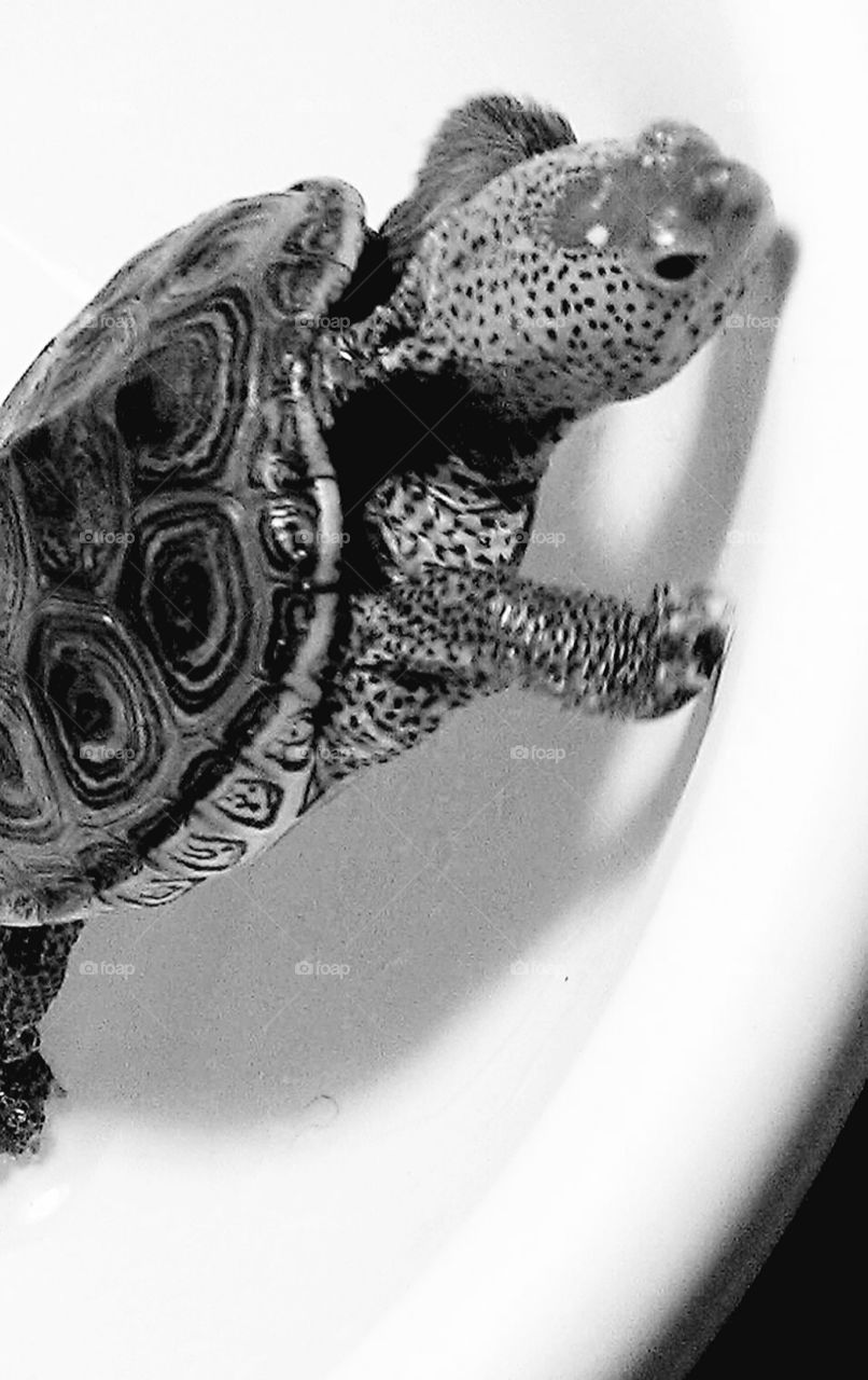 Young  Diamondback terrapin, with its spotted skin and intricate shell design