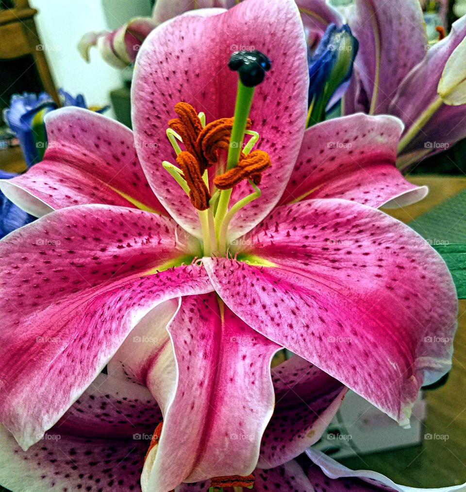 Stargazer Lily Close Up