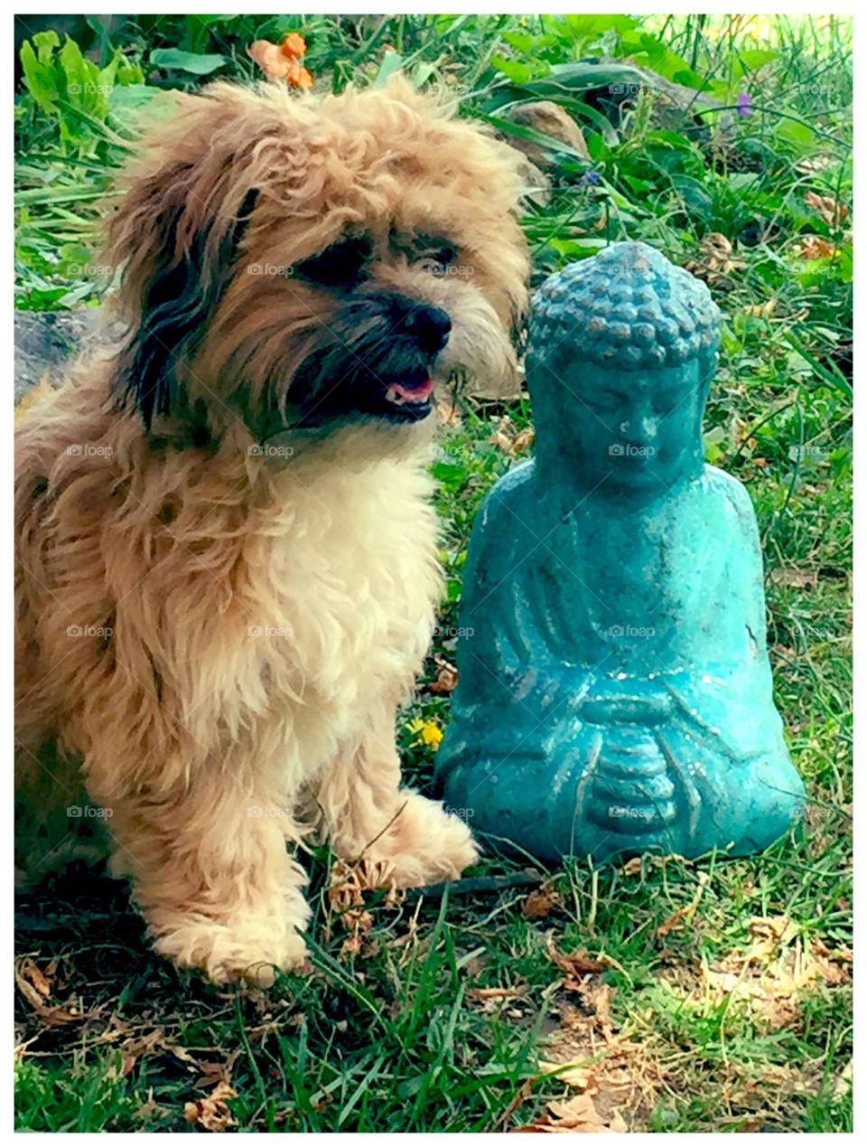 Buddha dog