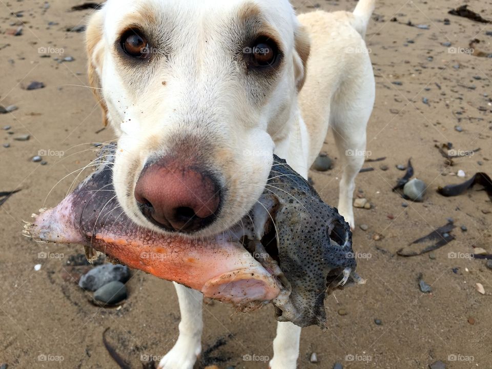 Unwelcome present . My dog brought me this long dead fish whilst walking on beach! 
