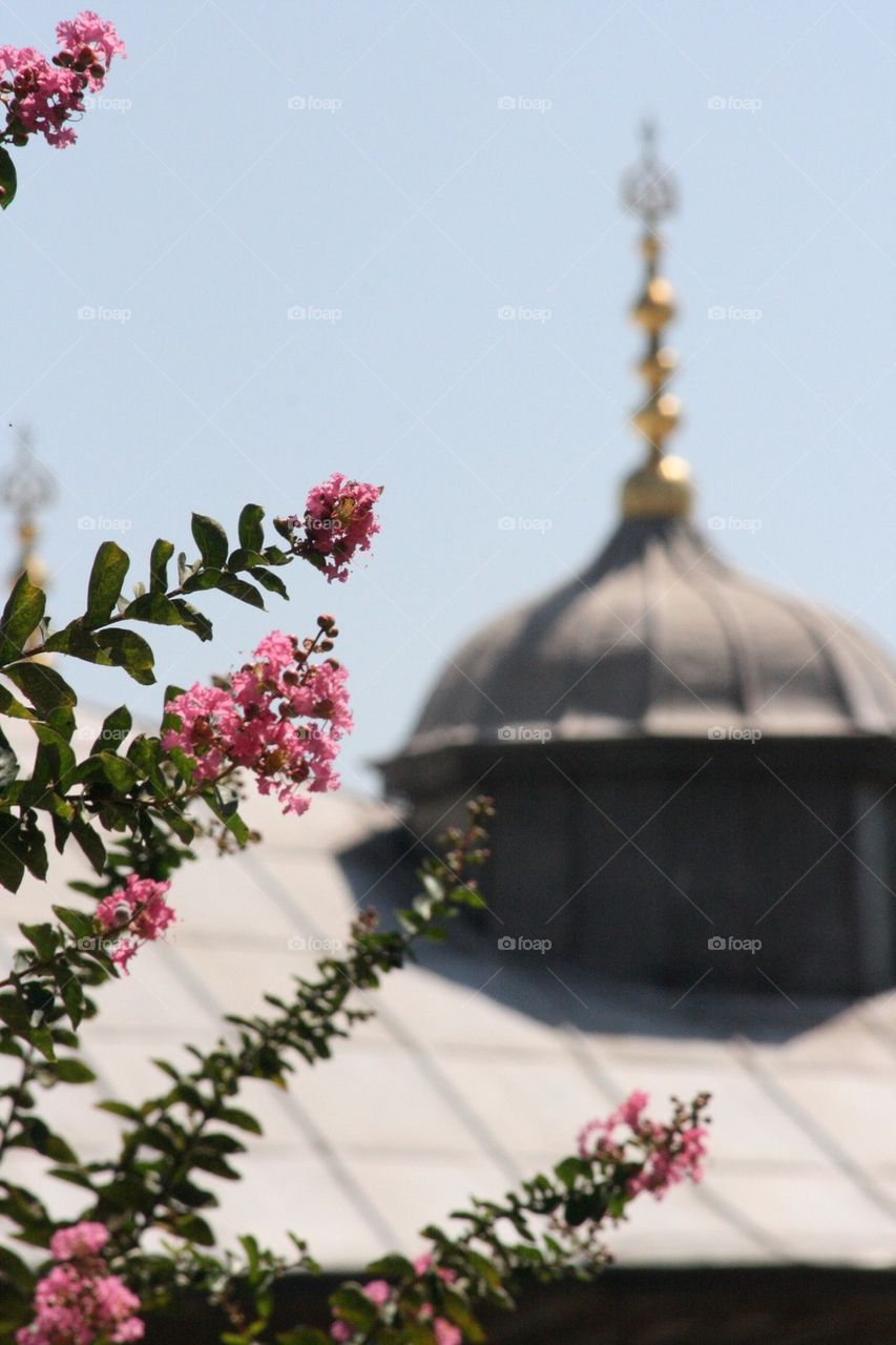 bush blooming dome