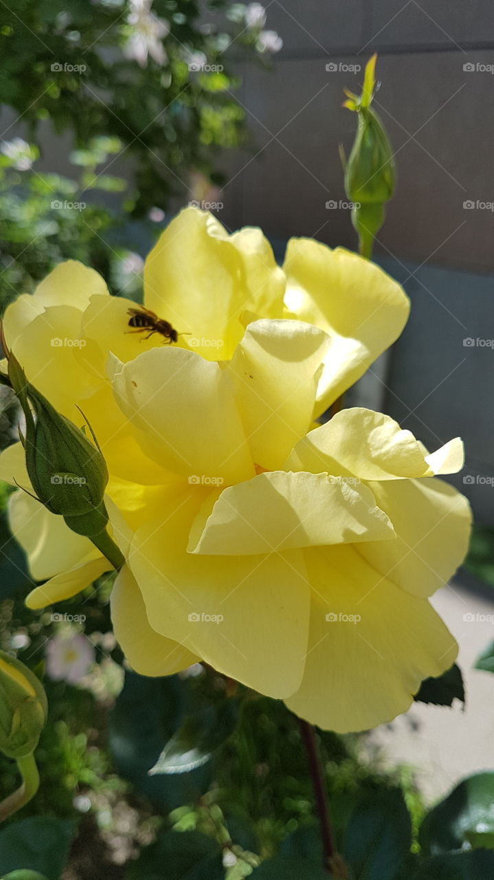 yellow rose flower with buds and bug