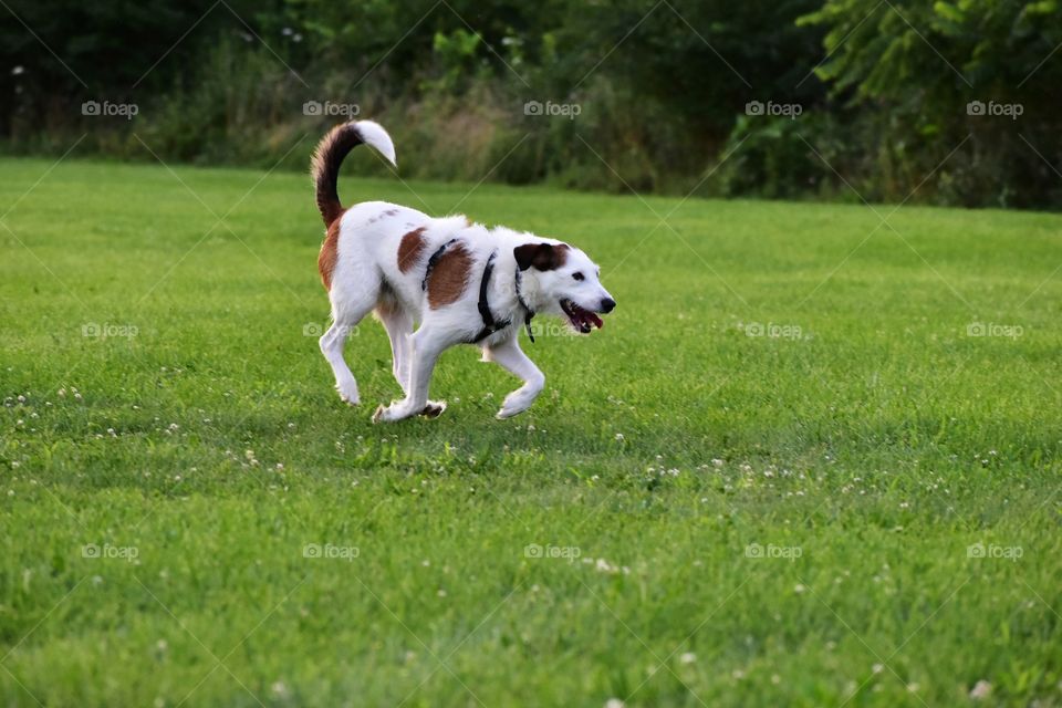 Beautiful terrier hound mixed breed dog playing in field of grass