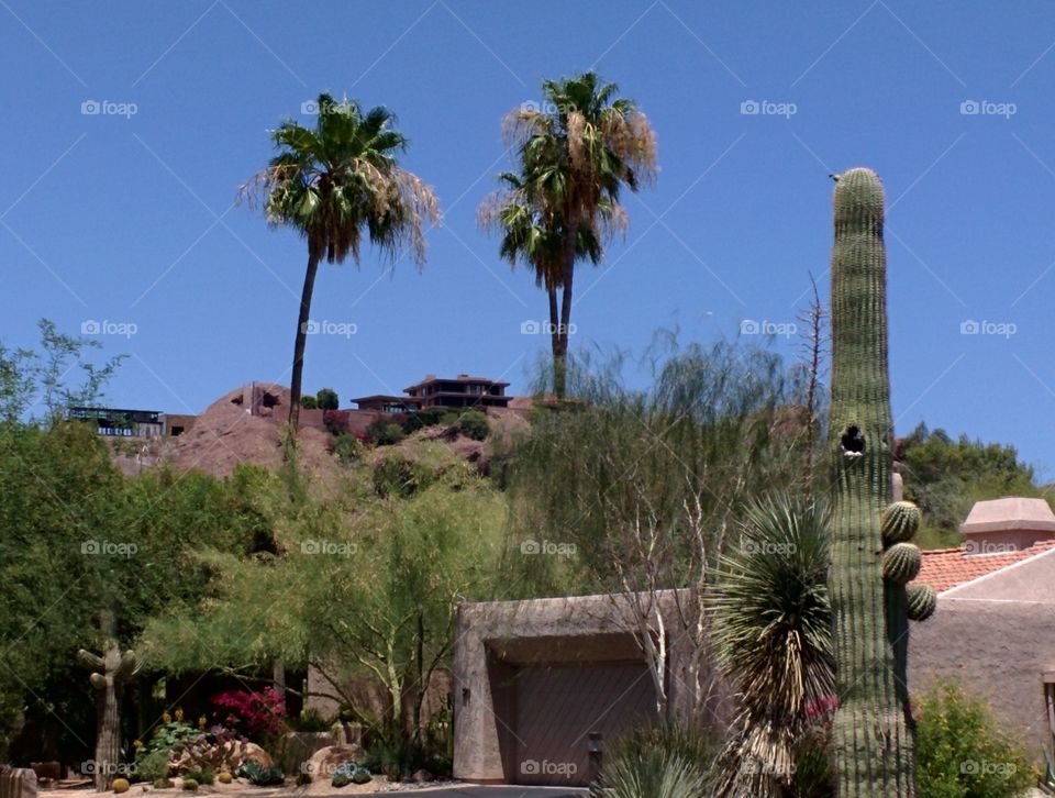 Neighborhood of Phoenix Arizona. Arcadia neighborhood of Phoenix Arizona Camelback Mountain