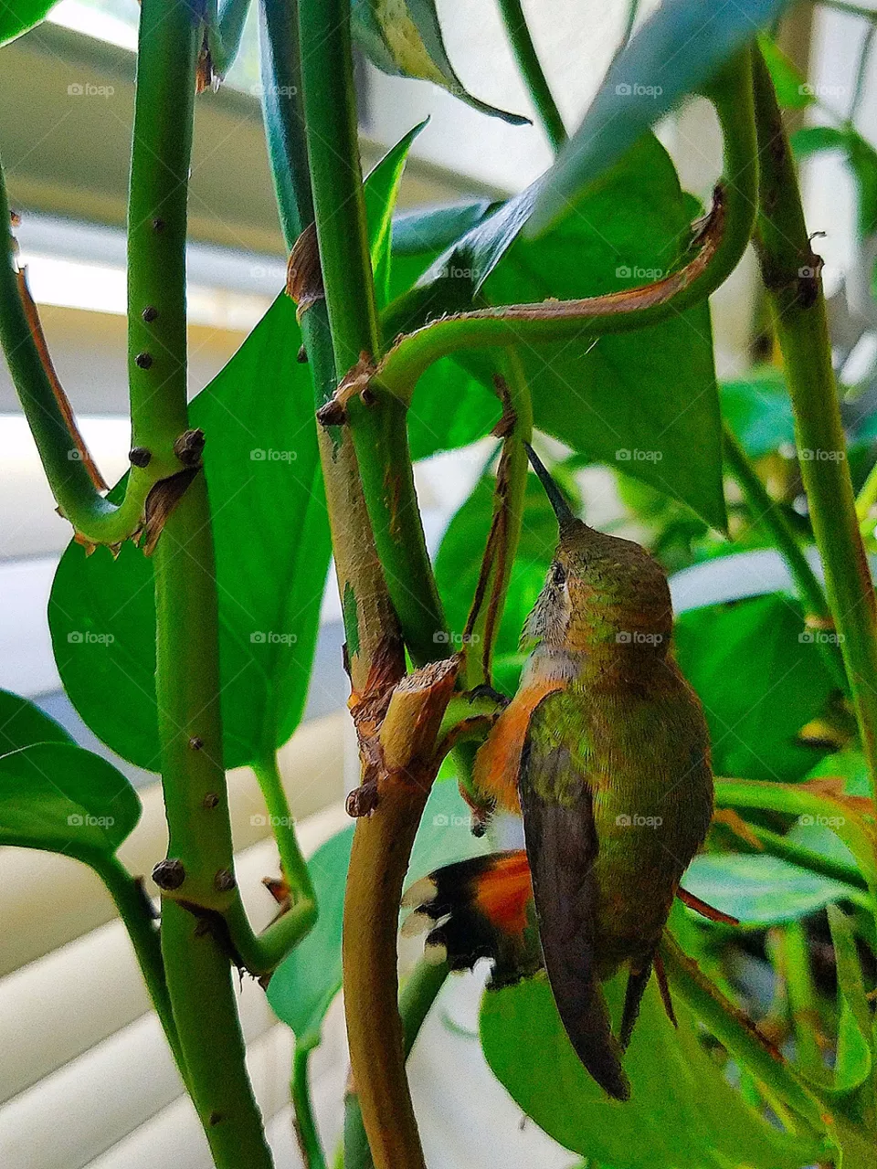Hummingbird