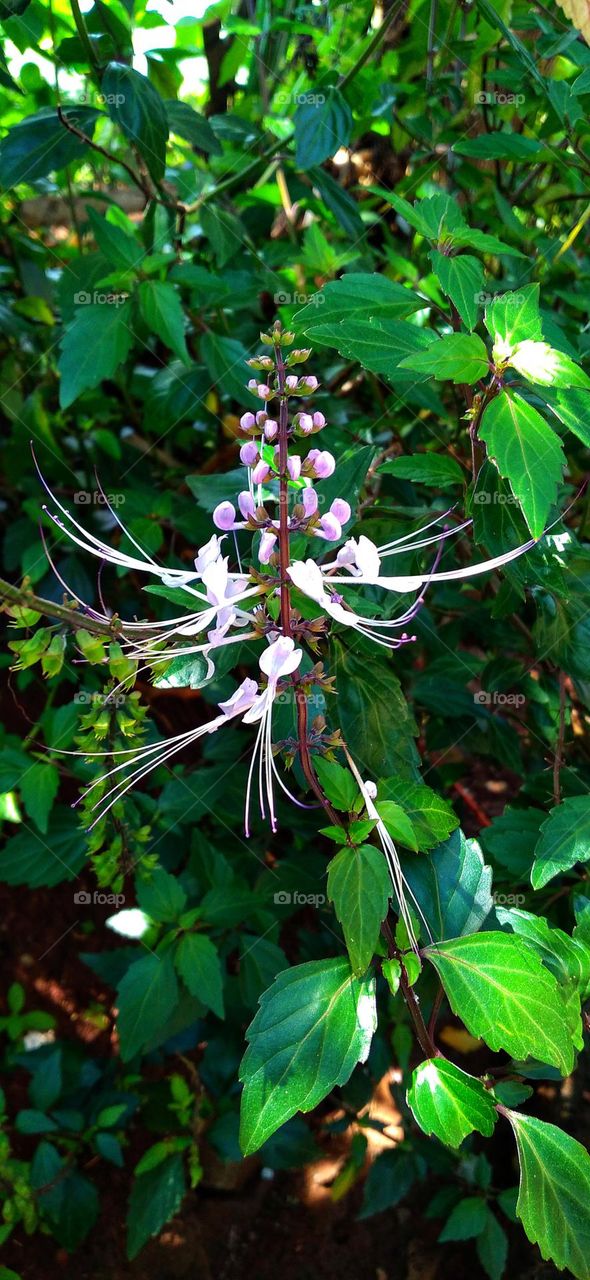 This plant is one of the plants that has many benefits and uses in tackling various diseases.