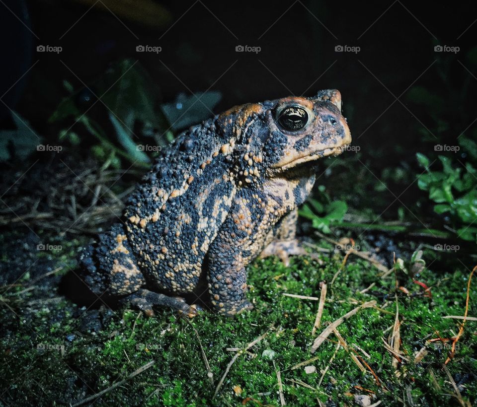 Toad at night