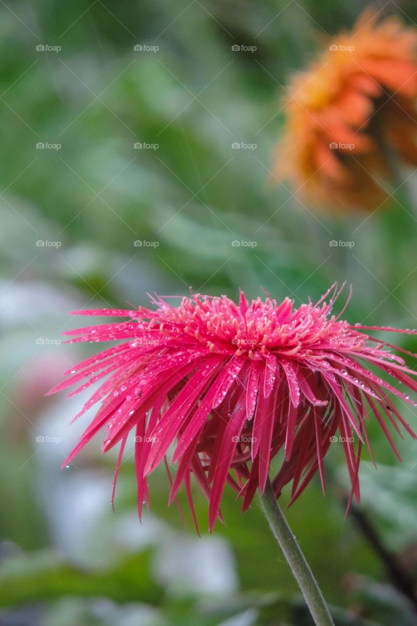 Raindrops, glitter drops!