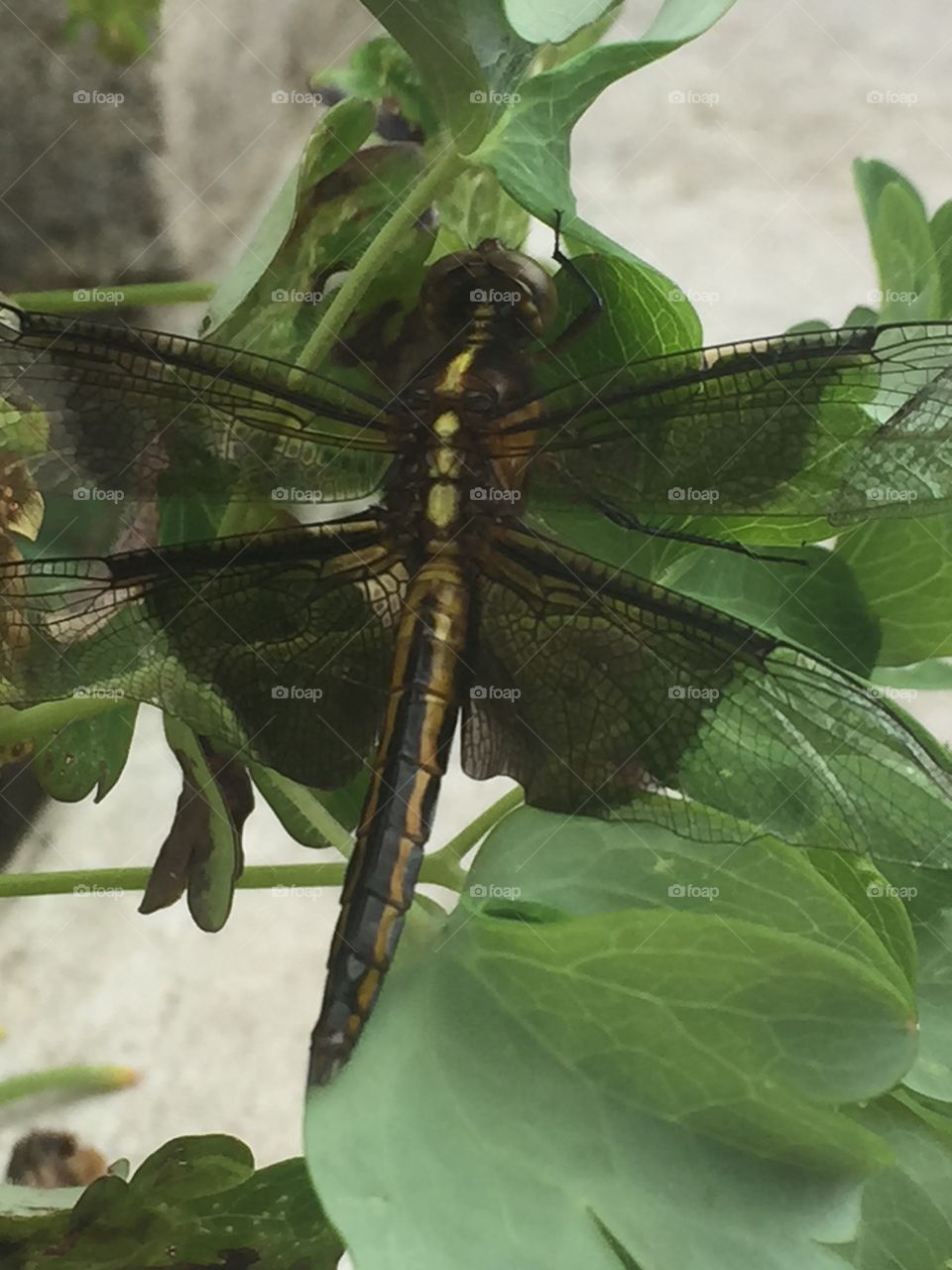 Green Dragonfly 