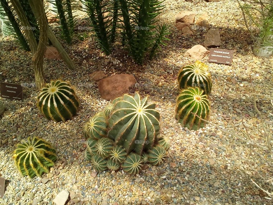 Barrel Cactus Arizona