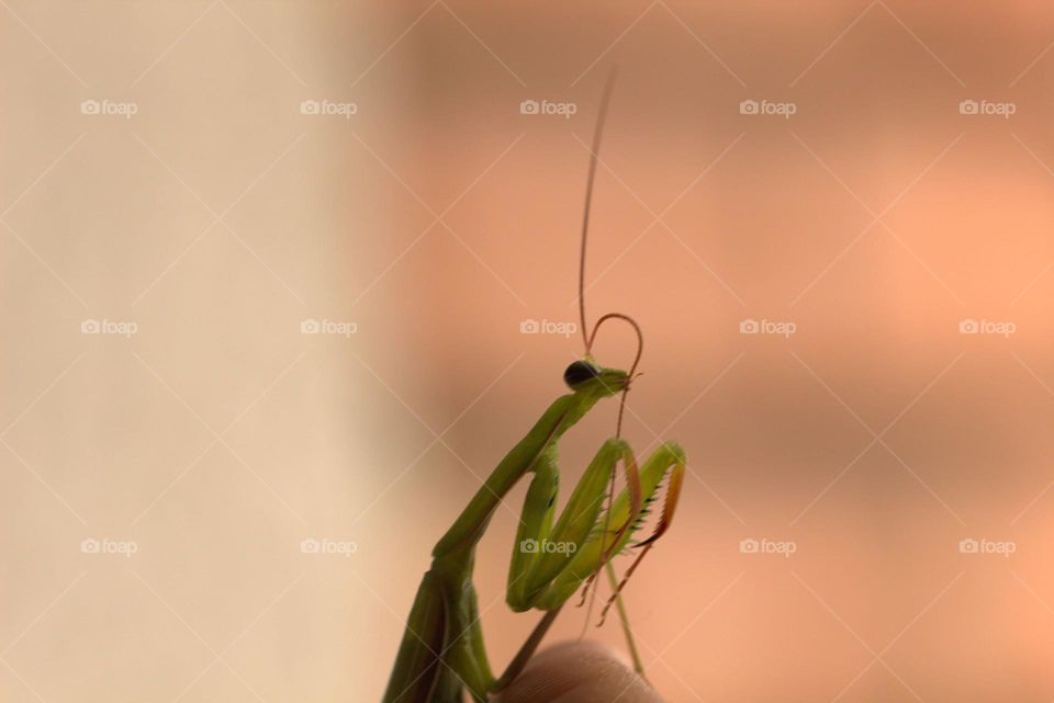 The praying mantis proved to be a great subject for my photos and with this ocassion i learnt new things about this amazing being.