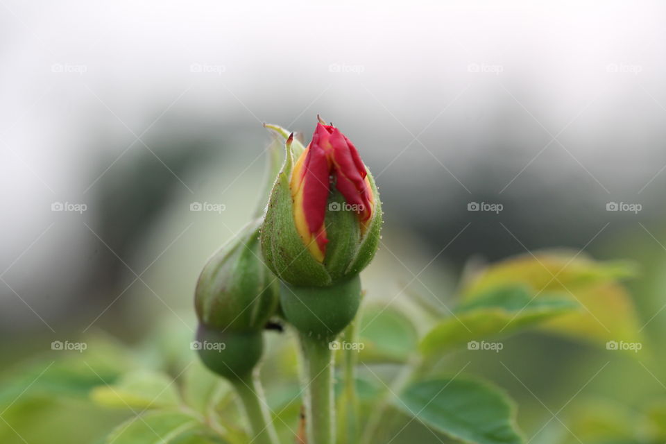 Rosebud