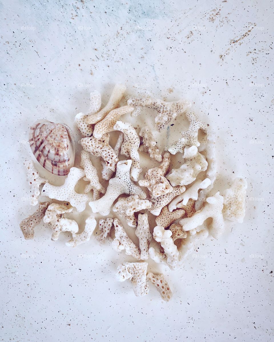 White background with sea corals and shells