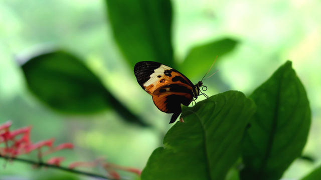 Butterfly on a leaf