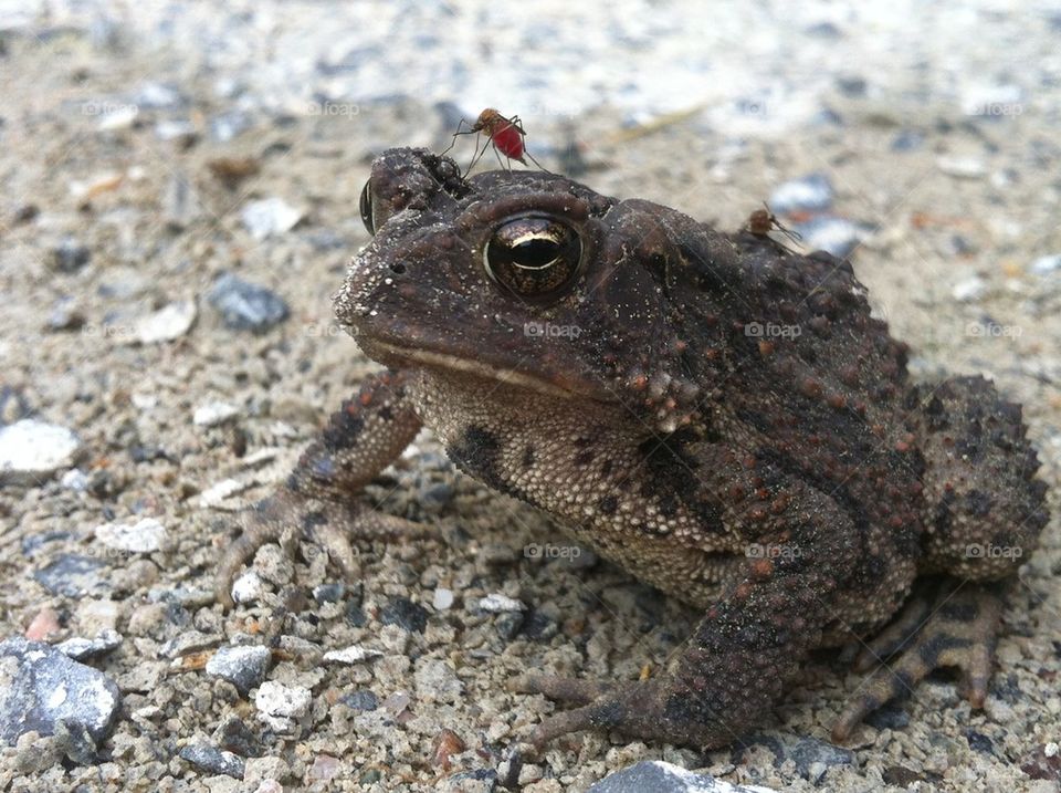 Frog and mosquito