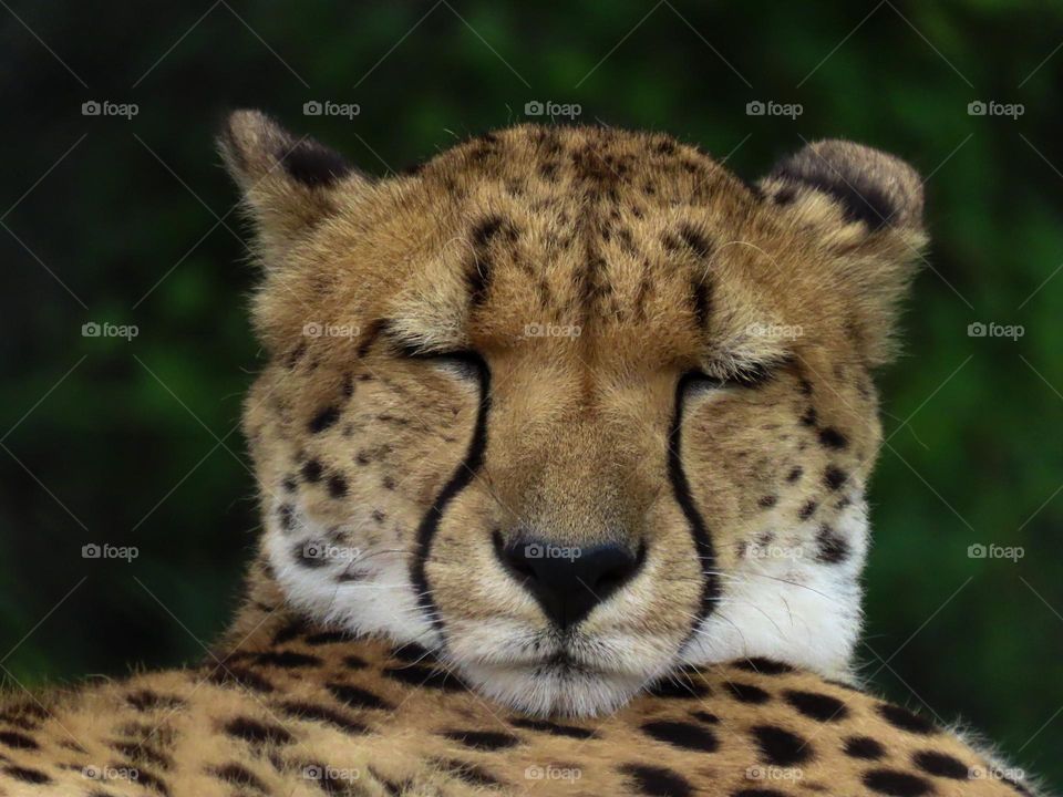 Cheetah sleeping