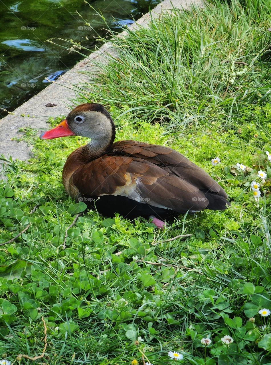 Duck in the park