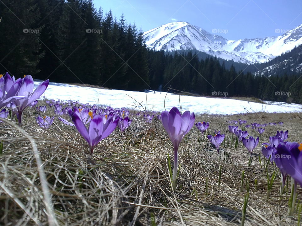 crocuses in Chocholowska Valley (Tatra Mountains)