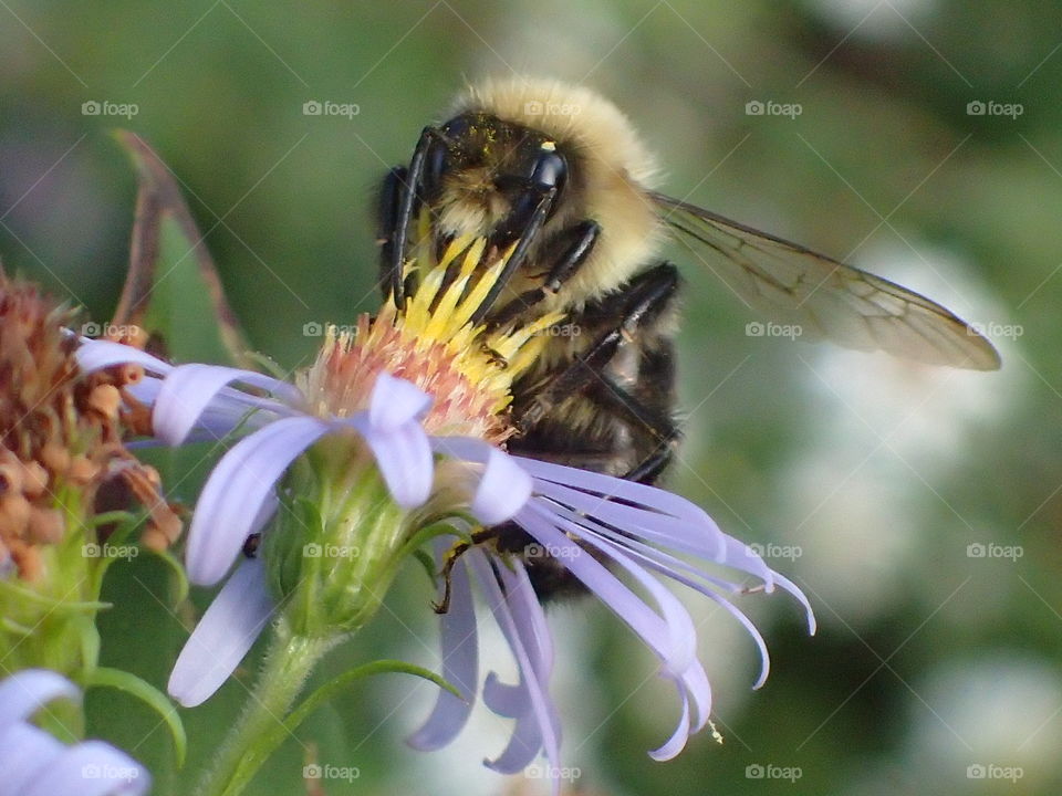 Bumblebee on Purple Aster