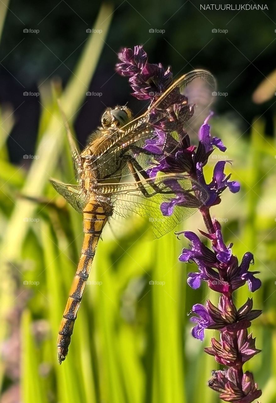 Dragonfly