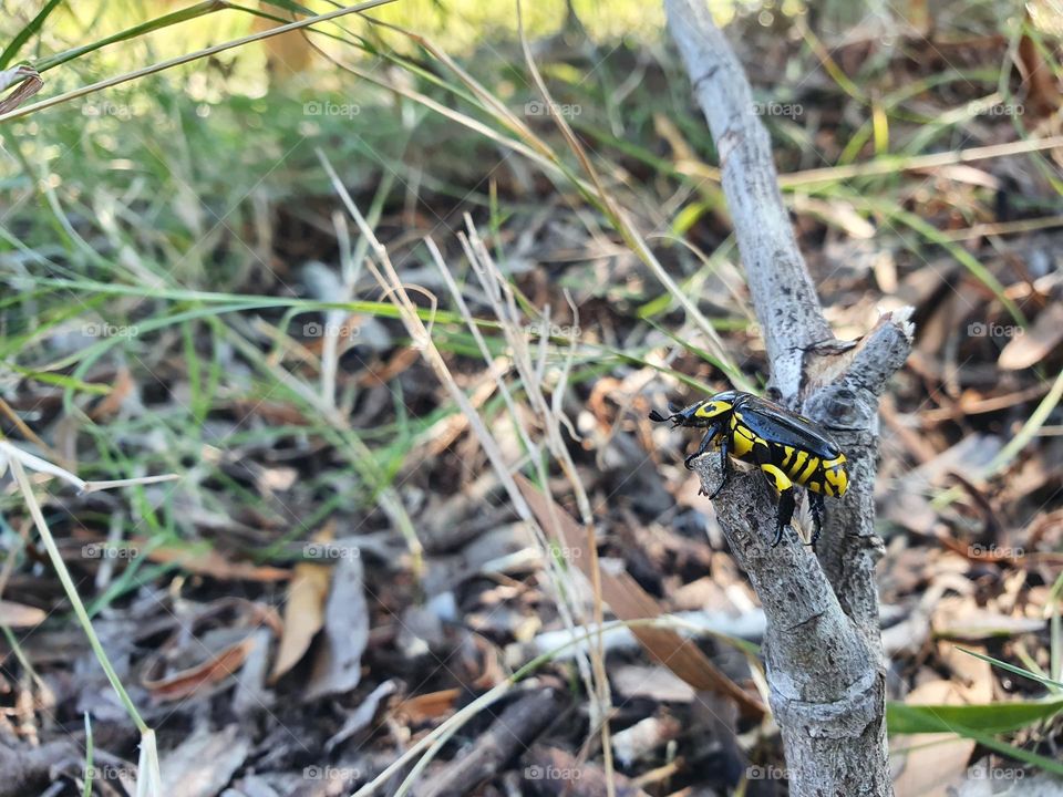 Nombre: torito Carbonero. Arachania, Rocha, Uruguay, enero 2022.