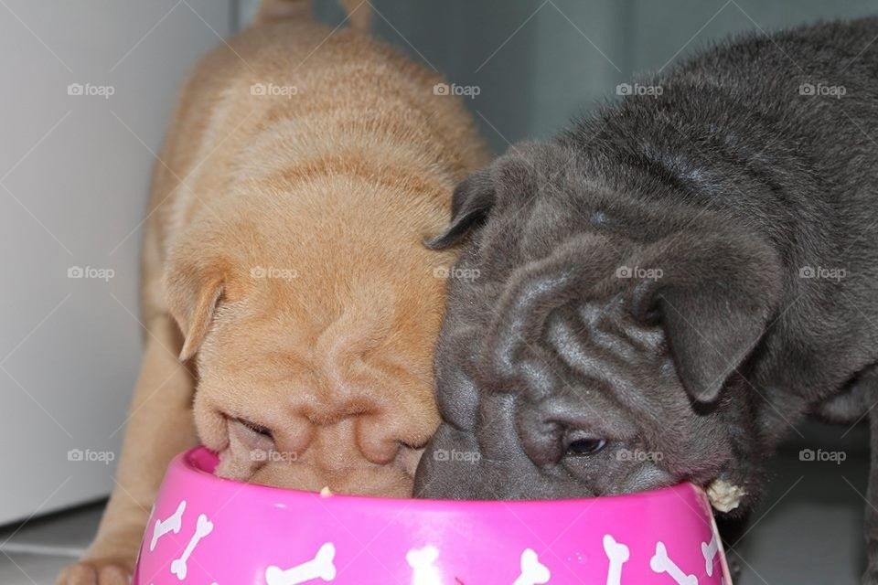 Sharpei pups sharing Dinner