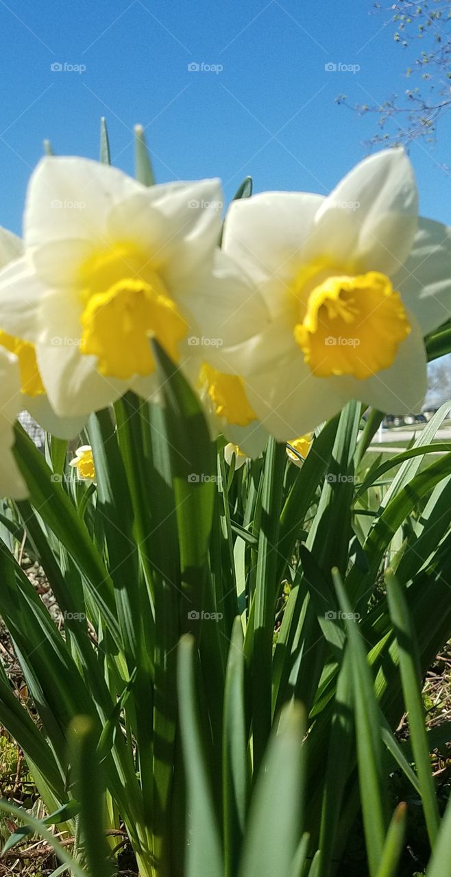 Daffodils