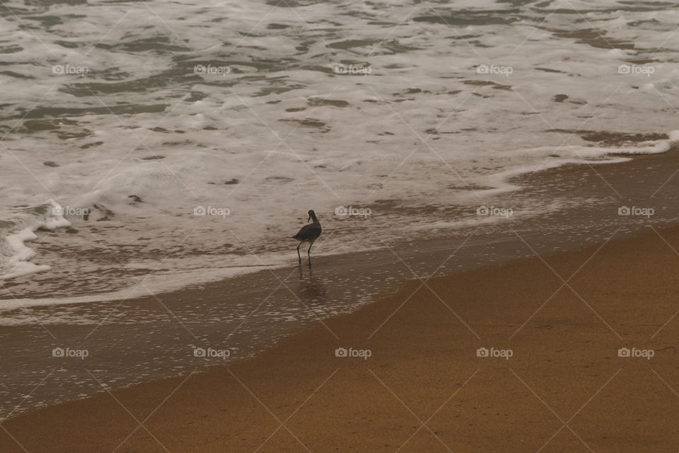 Looking for sand crabs 