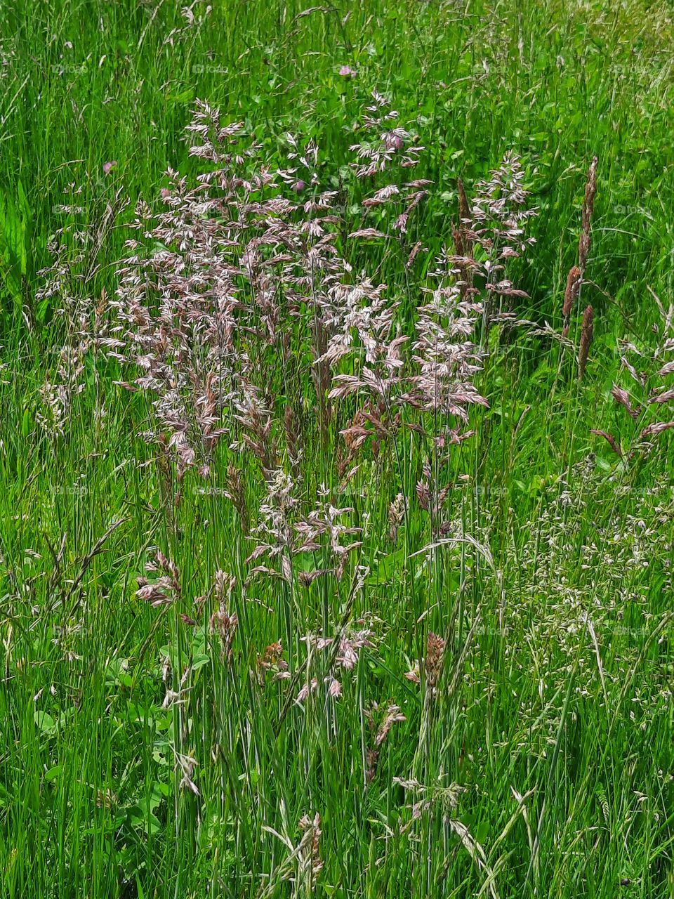 blooming  grass in the meadow