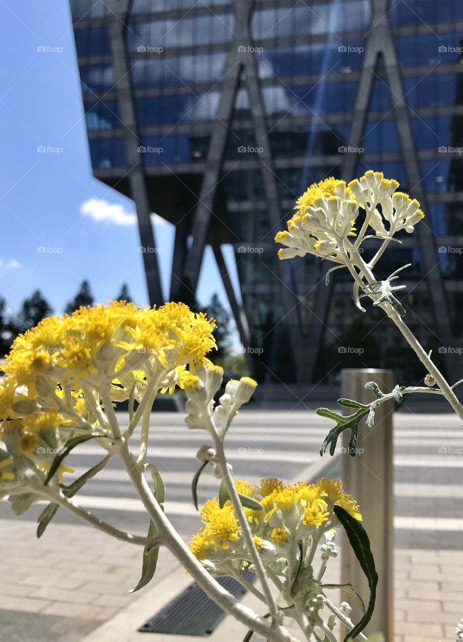Yellow flowers beautifully framed the glass building 