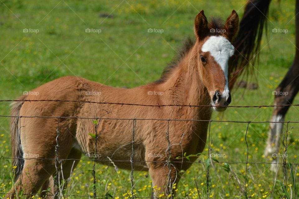 foal