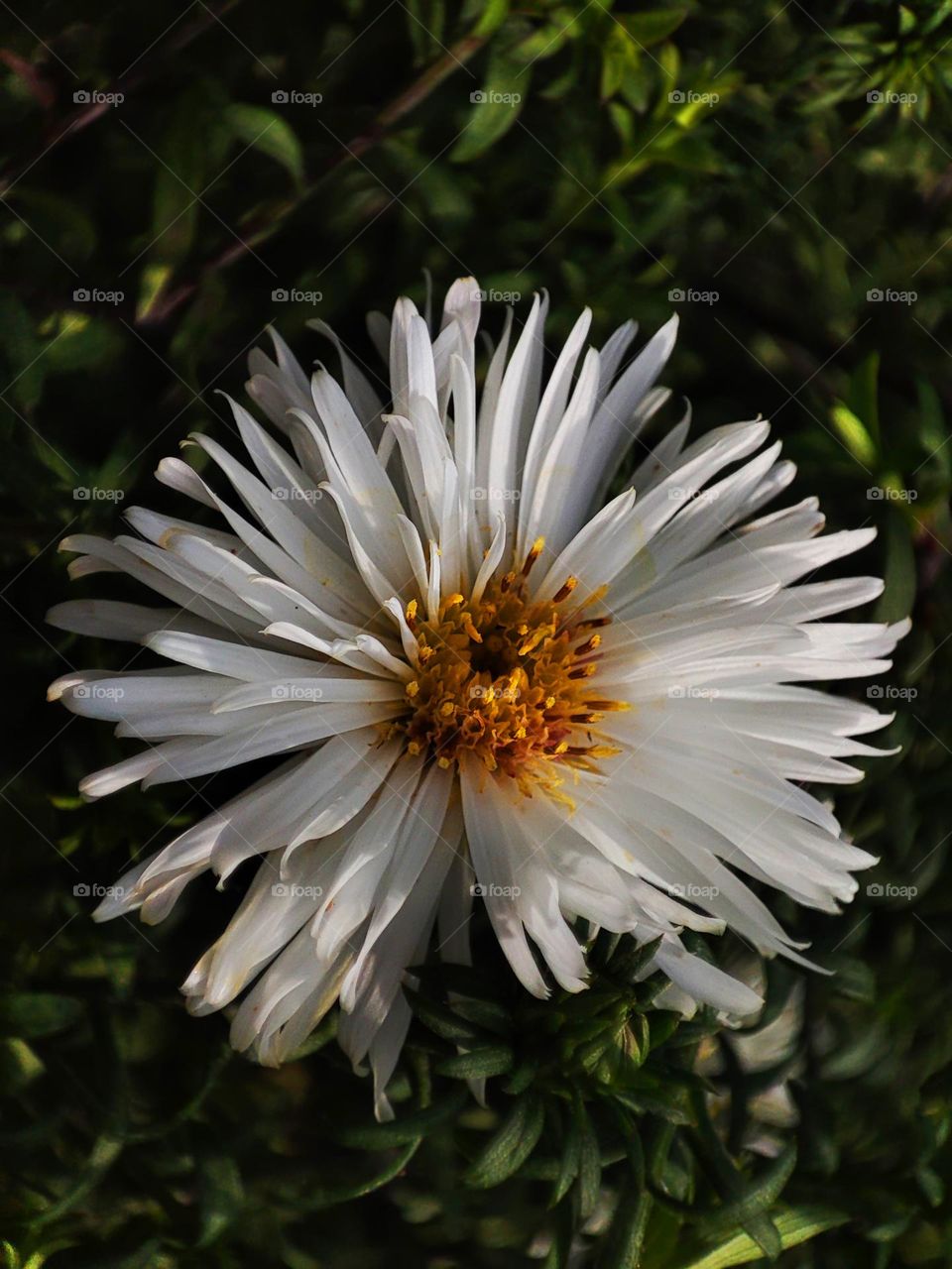 Macro photo of a summer plants