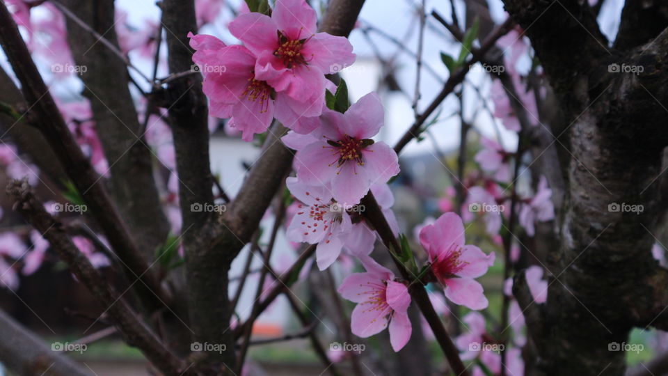 Flower, No Person, Cherry, Tree, Nature