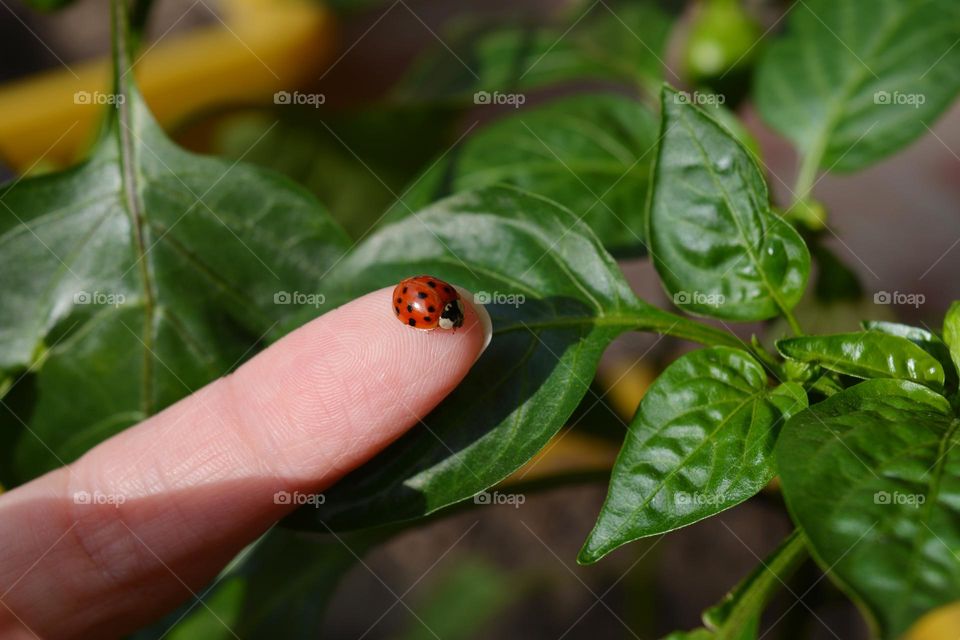 beetle ladybug 🐞 in finger holding and green leaves spring and summer time