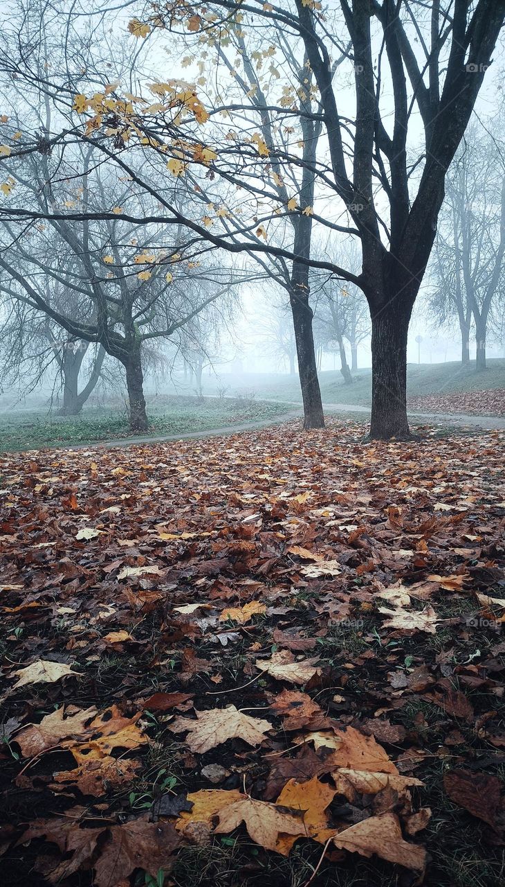 foggy autumn