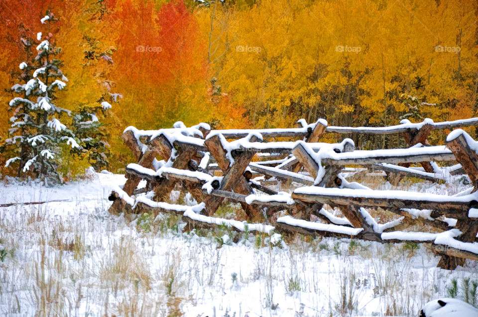 Snowy Fence