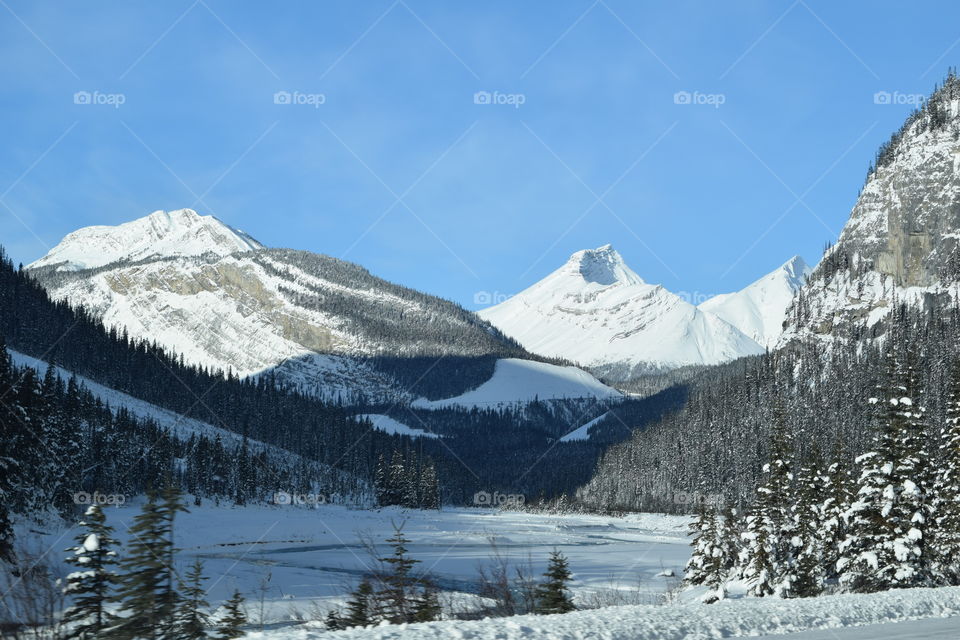 Trees and mountains in winter