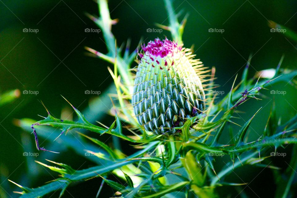Prickly pop