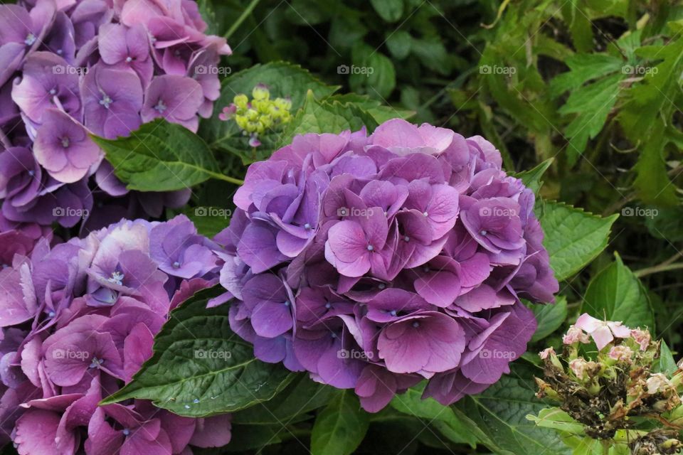 Hydrangea