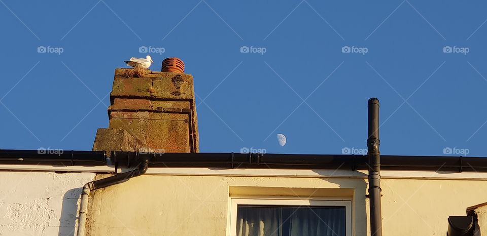 The moon and the blue sky