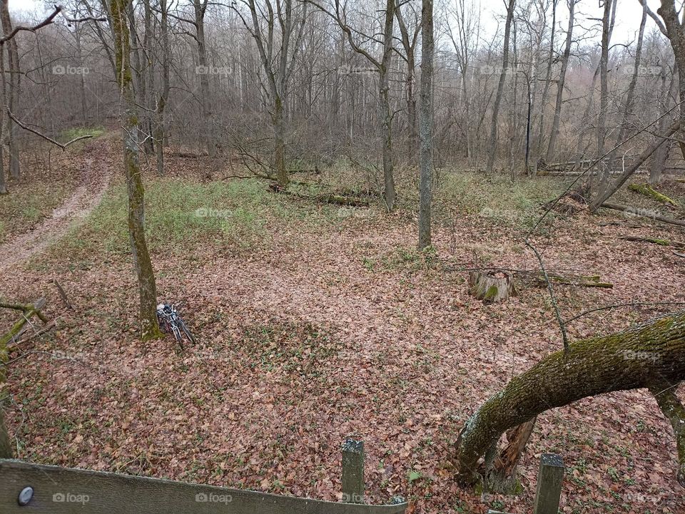 A clearing in the autumn forest